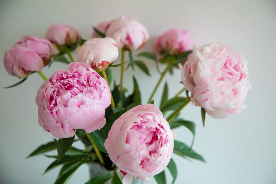 How to buy fresh cut flowers online across the UK